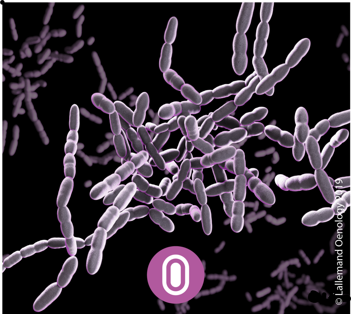 Nuestras bacterias enológicas 